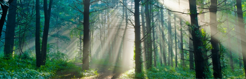 Odoo • Gambar dan Teks